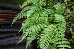 Athyrium hohenackerianum